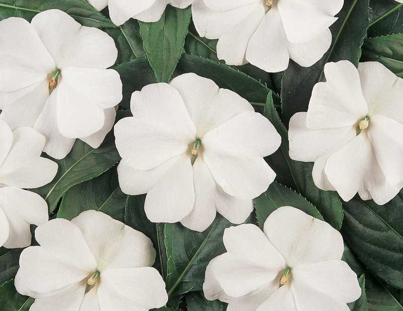 Impatiens 'Divine White'